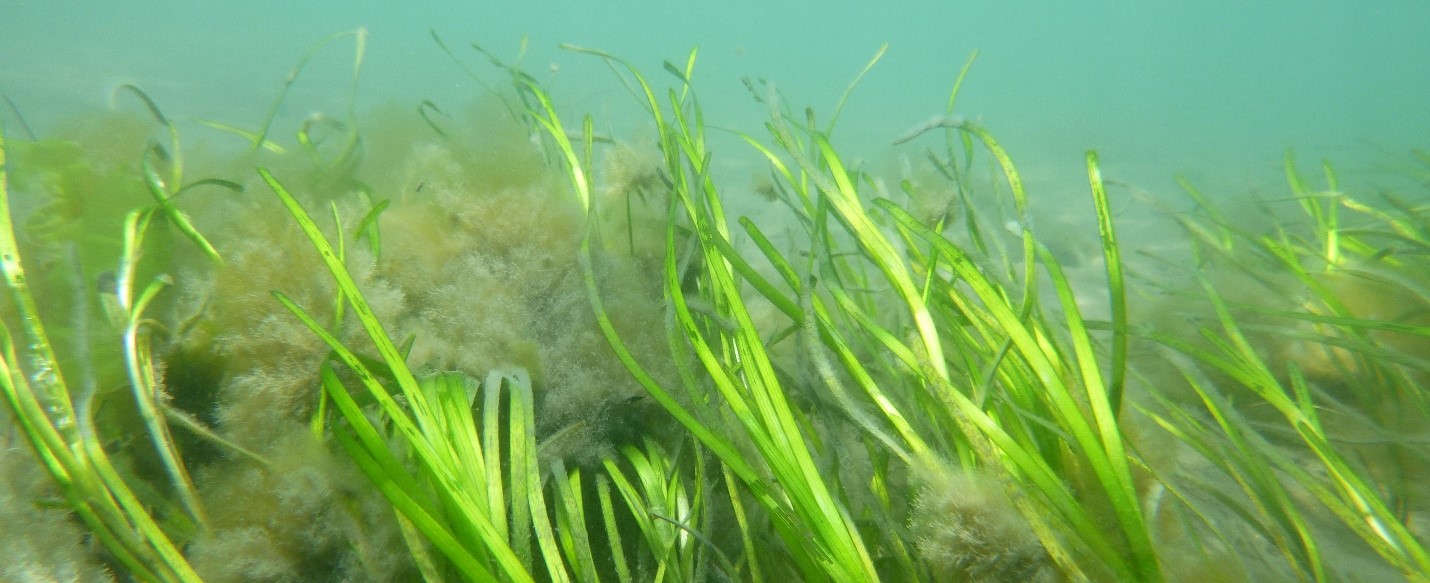 photo of submerged aquatic vegetation